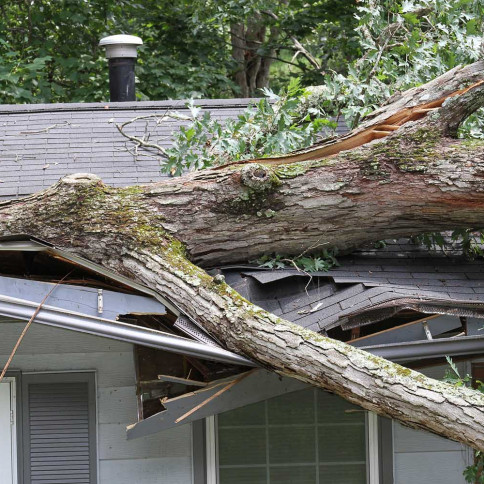 Tree Removal, Trimming, Stump Grinding | Johnson City & Elizabethton