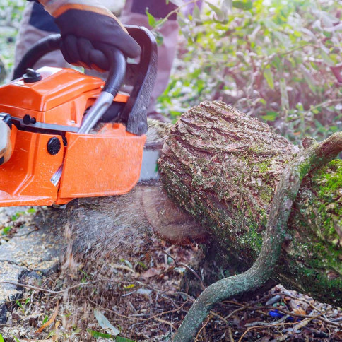 Tree Removal, Trimming, Stump Grinding | Johnson City, Kingsport